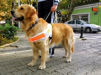 A support dog helping a person navigate.